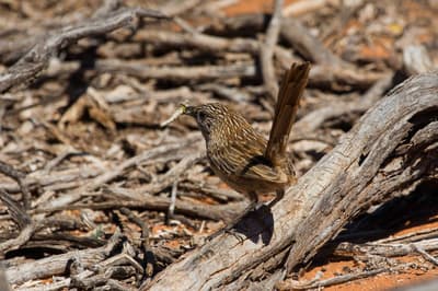 Western Grasswren.