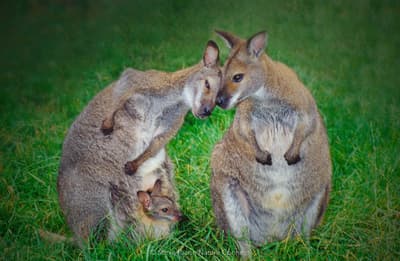 Two nuzzling kangaroos, one with a joey in pouch.