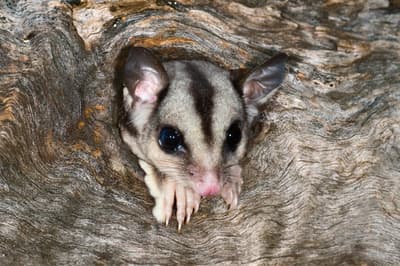 A Sugar Glider (Petaurus breviceps) in a eucalyptus tree hollow. Photo by Steve Parish