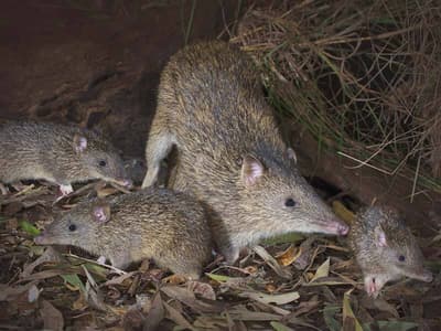 A bandicoot with its young.