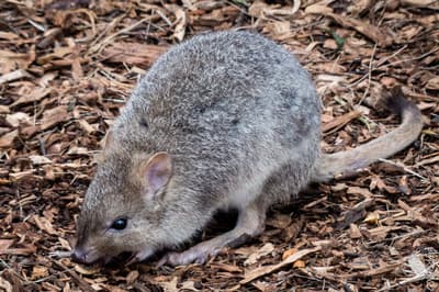 Eastern Bettong, Tasmania.