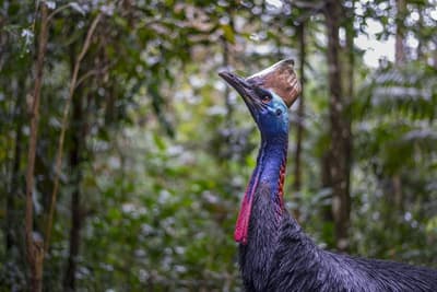 Southern Cassowary.