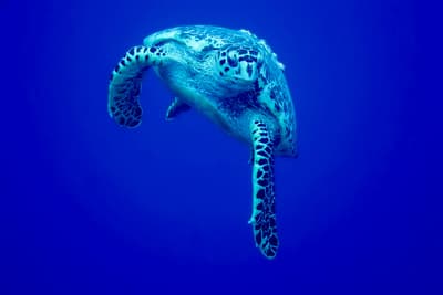 A Loggerhead Turtle. Photo Debora Sujono (FlickR).