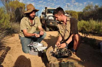 Luke Bayley and Tim Doherty fit a tracking collar on a feral cat.