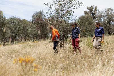 Cultural burn assessment at Tarcutta.