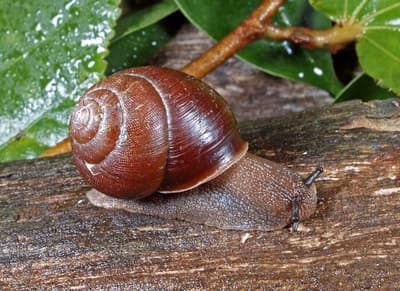 Land snail.