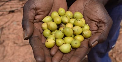 Milky Plumb fruit in hand.
