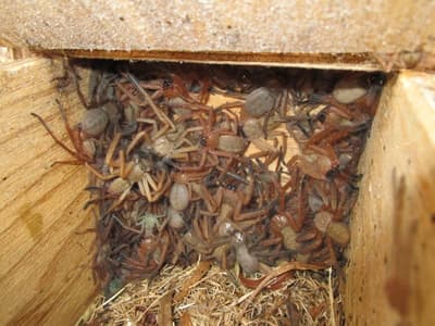 Social huntsman spiders in pygmy possum box.