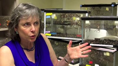 Video about social Huntsman spiders.