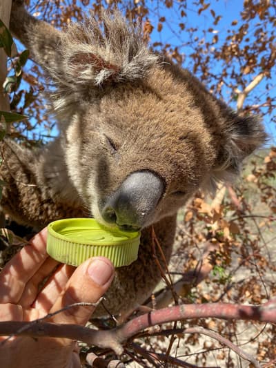 A koala taking a drink on Scottsdale Reserve.