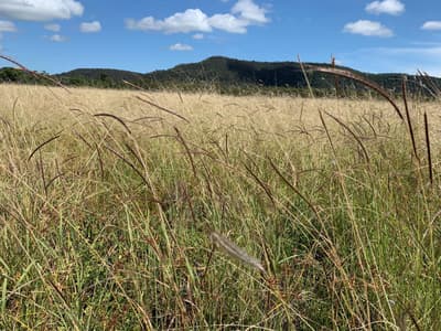 King Bluegrass (Dichanthium queenslandicum).