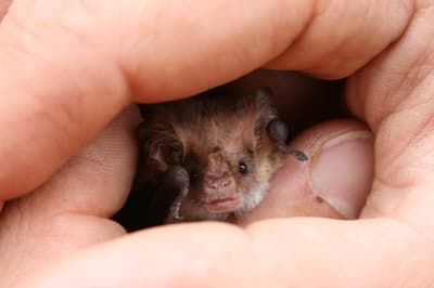 Lesser Long-eared Bat (Nyctophilus geoffroyi)