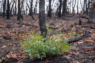 Epicormic growth after bushfire.