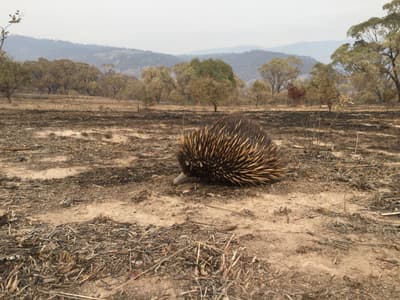 Echidna wanders through a fire affected area on Scottsdale Reserve.
