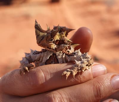 A face only a mother could love a Thorny Devil.