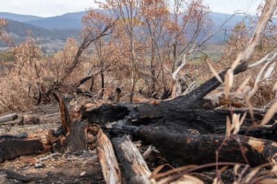 Old burnt tree after a fire at Scottsdale Reserve.