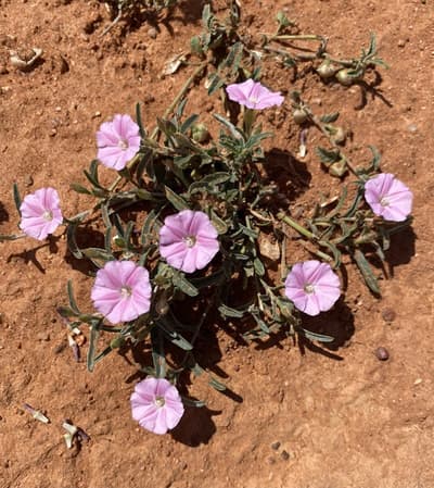 Summer wildflowers on the eastern plains.