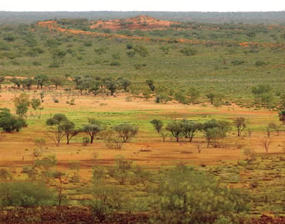Georgina Gidgee woodlands on Wangkamadla country.