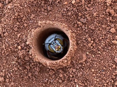 Dawsons Burrowing Bee on Hamelin Station WA.
