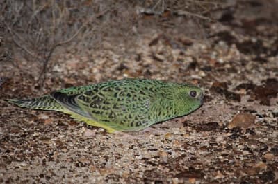 Night Parrot.