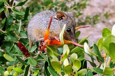 Honey Possum. Photo by William Marwick.