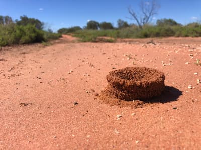 An ant nest.