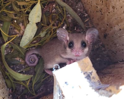 Western Pygmy Possum in nest box at Monjebup.