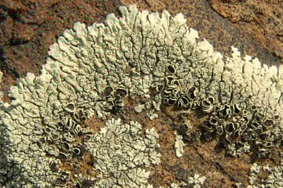 Lichens on a rocky surface.
