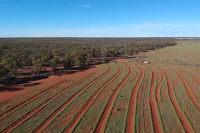 Large scale York gum woodland restoration at Eurardy Reserve.
