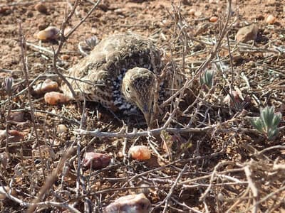 Plains wanderer.
