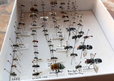 Some of the bees caught at Bob Bon.