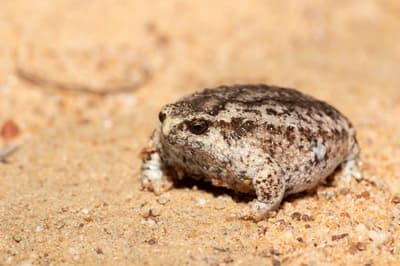 Southern Sandhill Frog has been recorded at Eurardy Reserve.