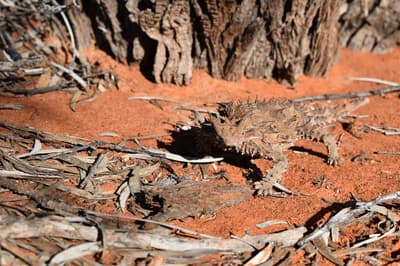 Freshly released Thorny Devil.