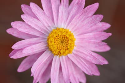 Flower at Bon Bon Reserve.