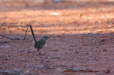 A Western Grasswren at Hamelin Station Reserve.