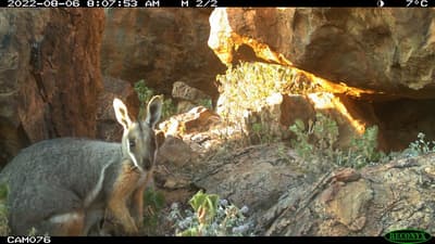 Yellow footed Rock Wallaby caught on camera at the Saddle.