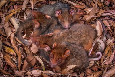 Four Eastern Ringtail Possum joeys, tiny, red-brown mammals with thick fur, long, curling tails, and big, brown eyes, huddle together in a nest of dry leaves.