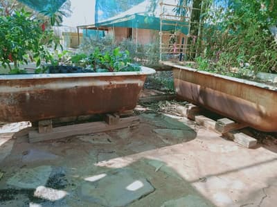 Two old bathtubs being used to grow vegetables.