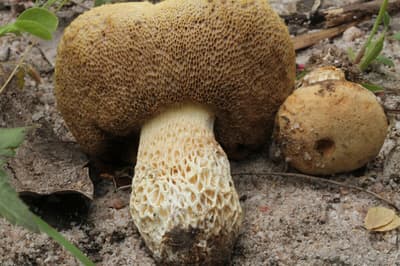 The fruiting body of the fungi (mushroom).
