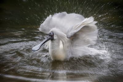 Royal Spoonbill. Photo by Steve Parish.
