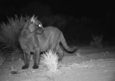 A feral cat caught on a motion-sensor camera.