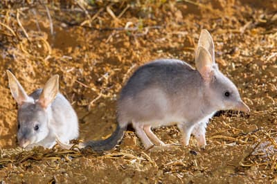 Two Bilbies.