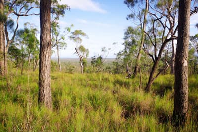 Themeda Green from Yourka viewpoint.