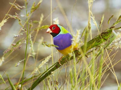 Gouldian Finch.