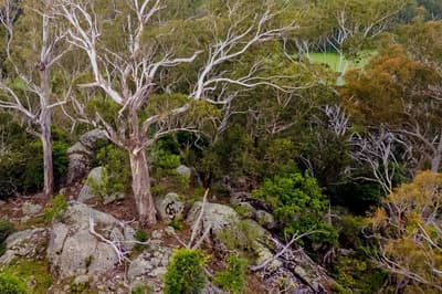 Landscape view of woodlands.