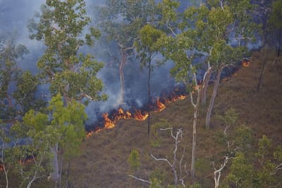 Gell burn at Yourka Reserve, Queensland.