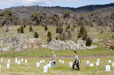Volunteers walking past tree guards at Scottsdale Reserve.