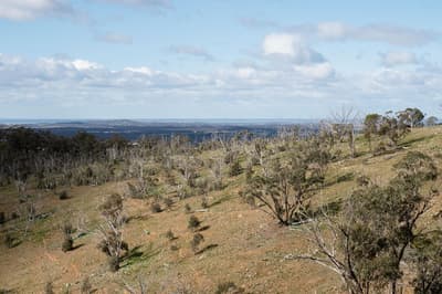 Mass tree dieback on Nardoo Hills Reserve.