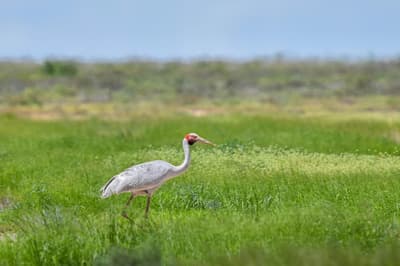 Brolga  on floodplain at Pilungah.