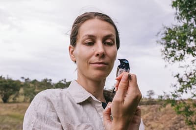 Dr Donna Belder with a Male Superb Fairy Wren, Ngambri and Ngarigo Country, NSW. Photo: Tad Souden.
